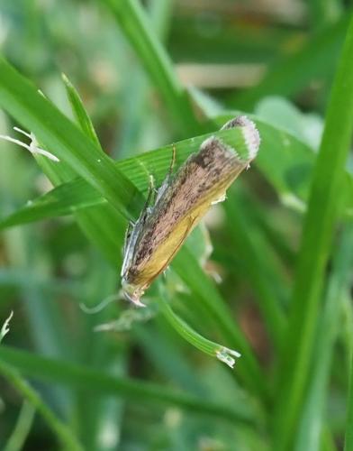 Oncocera semirubella